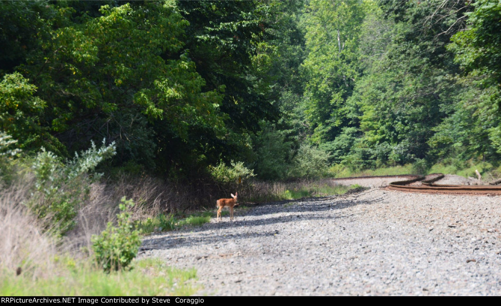 Wildlife Railfan